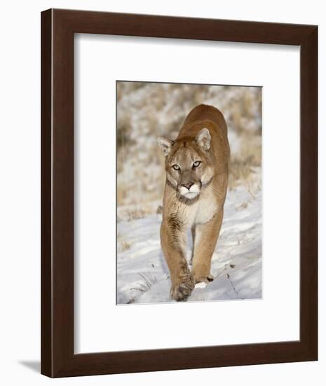 Mountain Lion (Cougar) (Felis Concolor) in the Snow, in Captivity, Near Bozeman, Montana, USA-James Hager-Framed Photographic Print