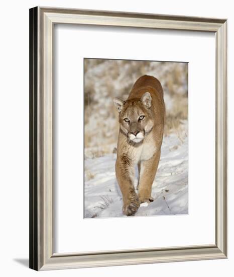 Mountain Lion (Cougar) (Felis Concolor) in the Snow, in Captivity, Near Bozeman, Montana, USA-James Hager-Framed Photographic Print