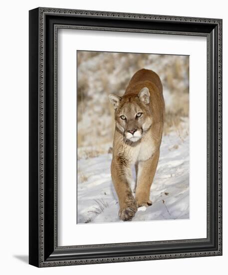 Mountain Lion (Cougar) (Felis Concolor) in the Snow, in Captivity, Near Bozeman, Montana, USA-James Hager-Framed Photographic Print