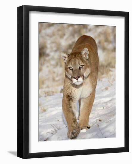 Mountain Lion (Cougar) (Felis Concolor) in the Snow, in Captivity, Near Bozeman, Montana, USA-James Hager-Framed Photographic Print