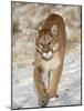 Mountain Lion (Cougar) (Felis Concolor) in the Snow, in Captivity, Near Bozeman, Montana, USA-James Hager-Mounted Photographic Print