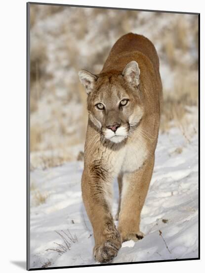 Mountain Lion (Cougar) (Felis Concolor) in the Snow, in Captivity, Near Bozeman, Montana, USA-James Hager-Mounted Photographic Print