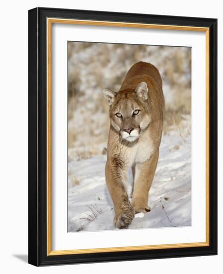 Mountain Lion (Cougar) (Felis Concolor) in the Snow, in Captivity, Near Bozeman, Montana, USA-James Hager-Framed Photographic Print