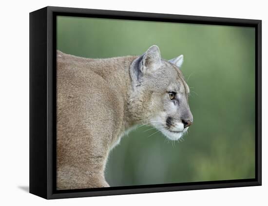 Mountain Lion, in Captivity Sandstone, Minnesota, USA-James Hager-Framed Premier Image Canvas