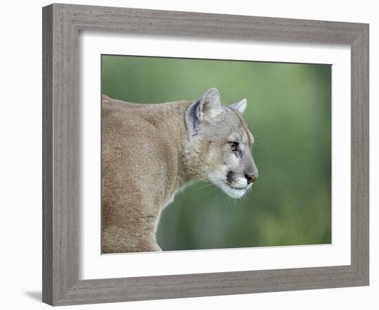 Mountain Lion, in Captivity Sandstone, Minnesota, USA-James Hager-Framed Photographic Print