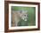 Mountain Lion, in Captivity Sandstone, Minnesota, USA-James Hager-Framed Photographic Print