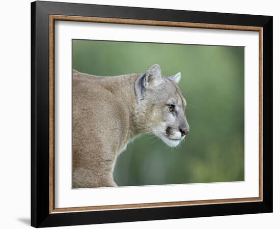 Mountain Lion, in Captivity Sandstone, Minnesota, USA-James Hager-Framed Photographic Print