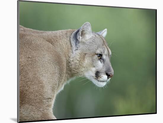 Mountain Lion, in Captivity Sandstone, Minnesota, USA-James Hager-Mounted Photographic Print