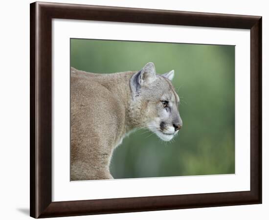 Mountain Lion, in Captivity Sandstone, Minnesota, USA-James Hager-Framed Photographic Print