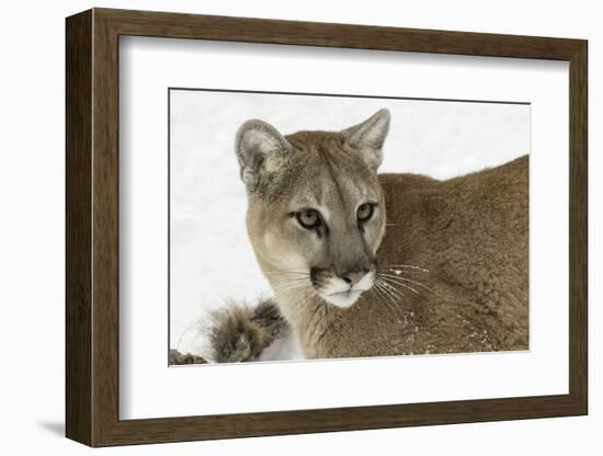 Mountain Lion in mid air jumping, Montana-Adam Jones-Framed Photographic Print