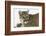 Mountain Lion in mid air jumping, Montana-Adam Jones-Framed Photographic Print