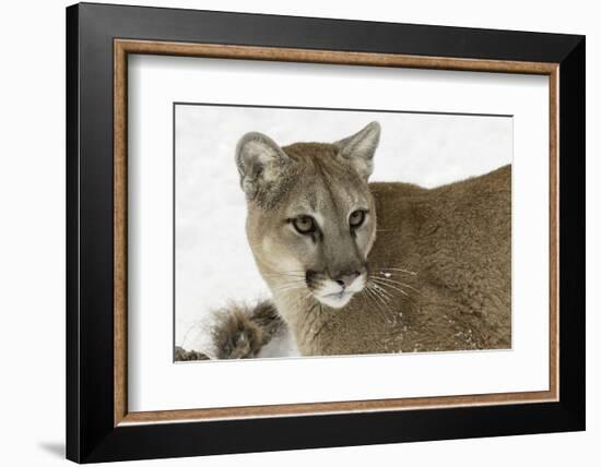 Mountain Lion in mid air jumping, Montana-Adam Jones-Framed Photographic Print