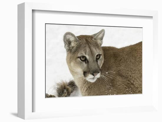 Mountain Lion in mid air jumping, Montana-Adam Jones-Framed Photographic Print