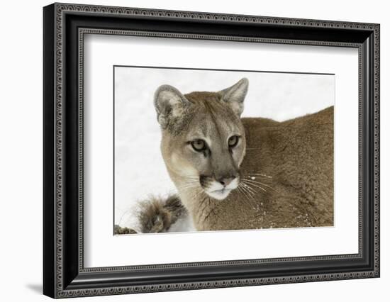 Mountain Lion in mid air jumping, Montana-Adam Jones-Framed Photographic Print