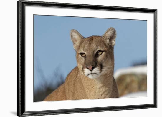 Mountain Lion in snow, Montana. Puma Concolor-Adam Jones-Framed Premium Photographic Print