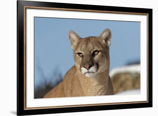 Mountain Lion in snow, Montana. Puma Concolor-Adam Jones-Framed Premium Photographic Print