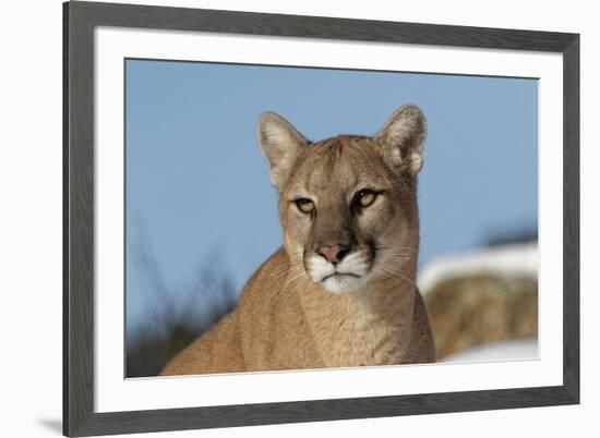 Mountain Lion in snow, Montana. Puma Concolor-Adam Jones-Framed Premium Photographic Print