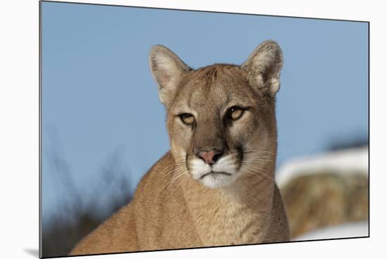 Mountain Lion in snow, Montana. Puma Concolor-Adam Jones-Mounted Premium Photographic Print