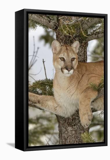 Mountain Lion in tree, Montana. Puma Concolor-Adam Jones-Framed Premier Image Canvas