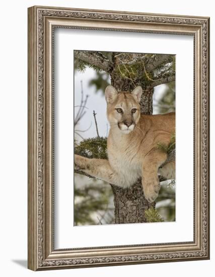 Mountain Lion in tree, Montana. Puma Concolor-Adam Jones-Framed Photographic Print