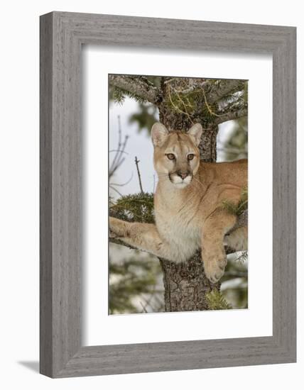 Mountain Lion in tree, Montana. Puma Concolor-Adam Jones-Framed Photographic Print