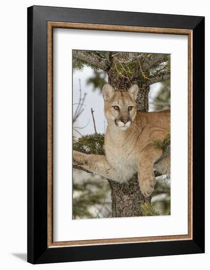 Mountain Lion in tree, Montana. Puma Concolor-Adam Jones-Framed Photographic Print