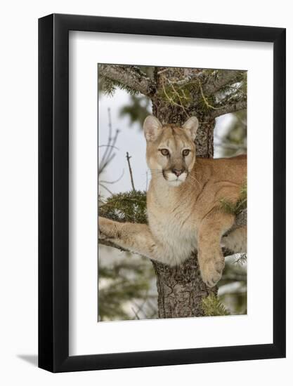 Mountain Lion in tree, Montana. Puma Concolor-Adam Jones-Framed Photographic Print