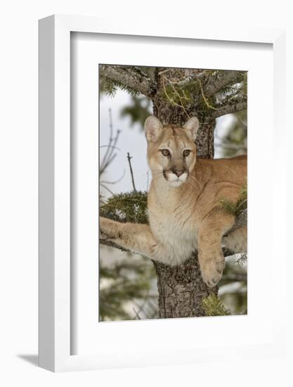 Mountain Lion in tree, Montana. Puma Concolor-Adam Jones-Framed Photographic Print