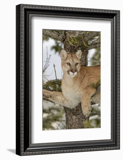 Mountain Lion in tree, Montana. Puma Concolor-Adam Jones-Framed Photographic Print