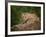 Mountain Lion Lunch-Galloimages Online-Framed Photographic Print