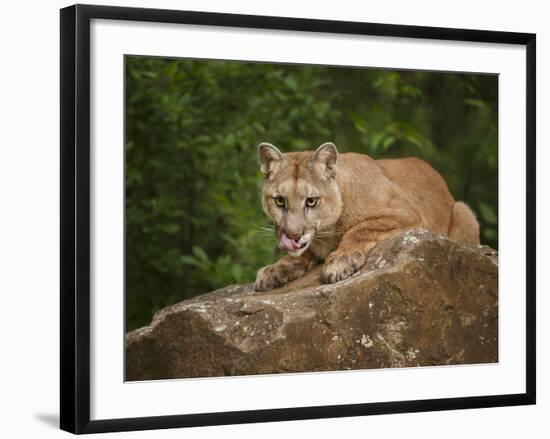 Mountain Lion Lunch-Galloimages Online-Framed Photographic Print