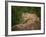 Mountain Lion Lunch-Galloimages Online-Framed Photographic Print