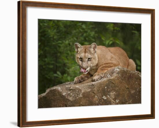 Mountain Lion Lunch-Galloimages Online-Framed Photographic Print