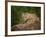 Mountain Lion Lunch-Galloimages Online-Framed Photographic Print