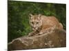 Mountain Lion Lunch-Galloimages Online-Mounted Photographic Print