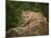 Mountain Lion Lunch-Galloimages Online-Mounted Photographic Print