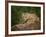 Mountain Lion Lunch-Galloimages Online-Framed Photographic Print