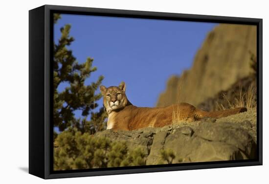 Mountain Lion, Montana-Richard and Susan Day-Framed Premier Image Canvas