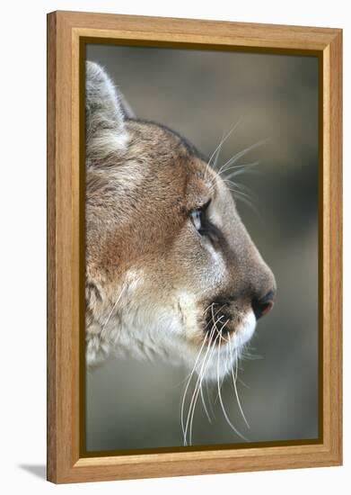 Mountain Lion, Montana-Richard and Susan Day-Framed Premier Image Canvas