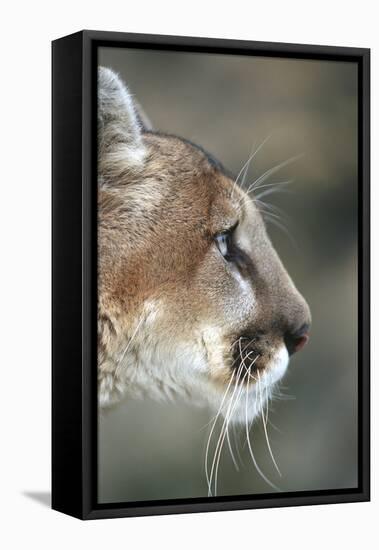 Mountain Lion, Montana-Richard and Susan Day-Framed Premier Image Canvas