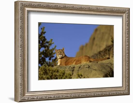 Mountain Lion, Montana-Richard and Susan Day-Framed Photographic Print