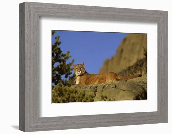 Mountain Lion, Montana-Richard and Susan Day-Framed Photographic Print