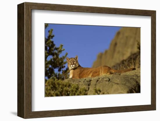 Mountain Lion, Montana-Richard and Susan Day-Framed Photographic Print