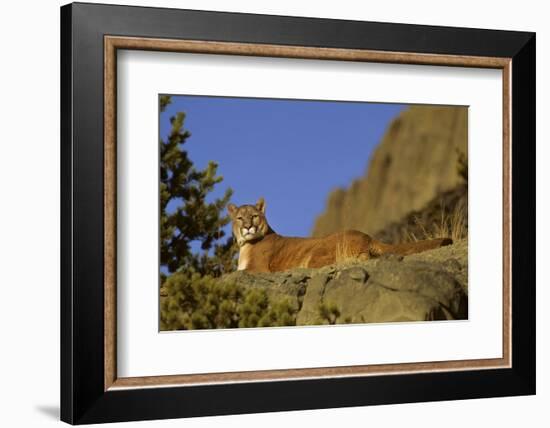 Mountain Lion, Montana-Richard and Susan Day-Framed Photographic Print