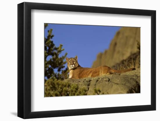 Mountain Lion, Montana-Richard and Susan Day-Framed Photographic Print