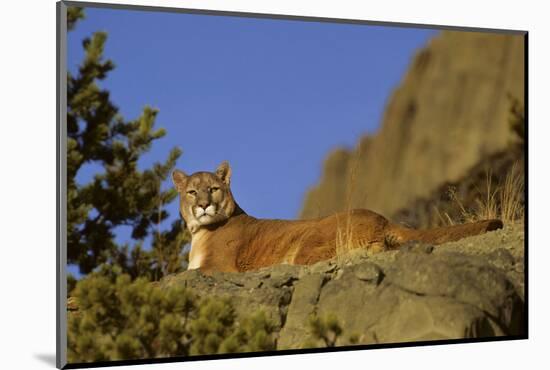 Mountain Lion, Montana-Richard and Susan Day-Mounted Photographic Print