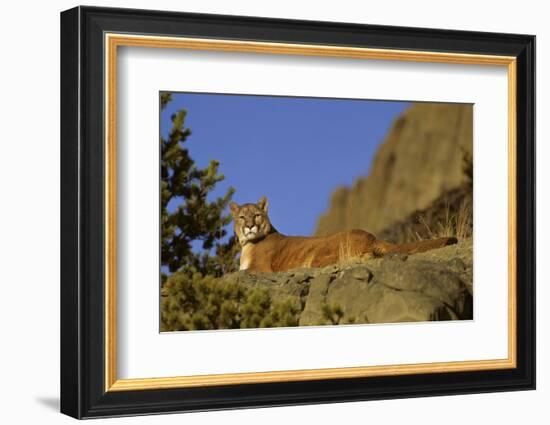 Mountain Lion, Montana-Richard and Susan Day-Framed Photographic Print