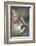 Mountain Lion, Montana-Richard and Susan Day-Framed Photographic Print