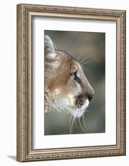 Mountain Lion, Montana-Richard and Susan Day-Framed Photographic Print