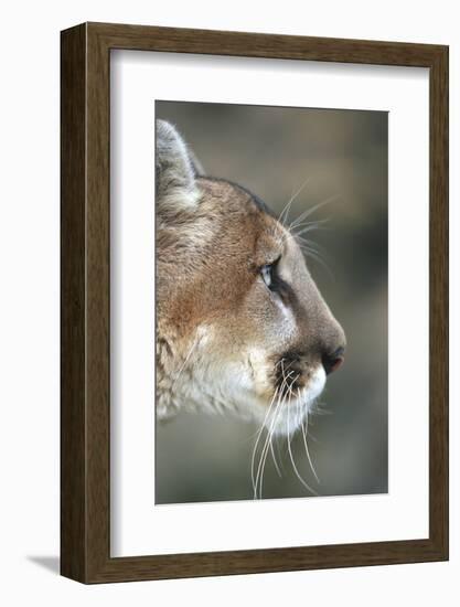 Mountain Lion, Montana-Richard and Susan Day-Framed Photographic Print